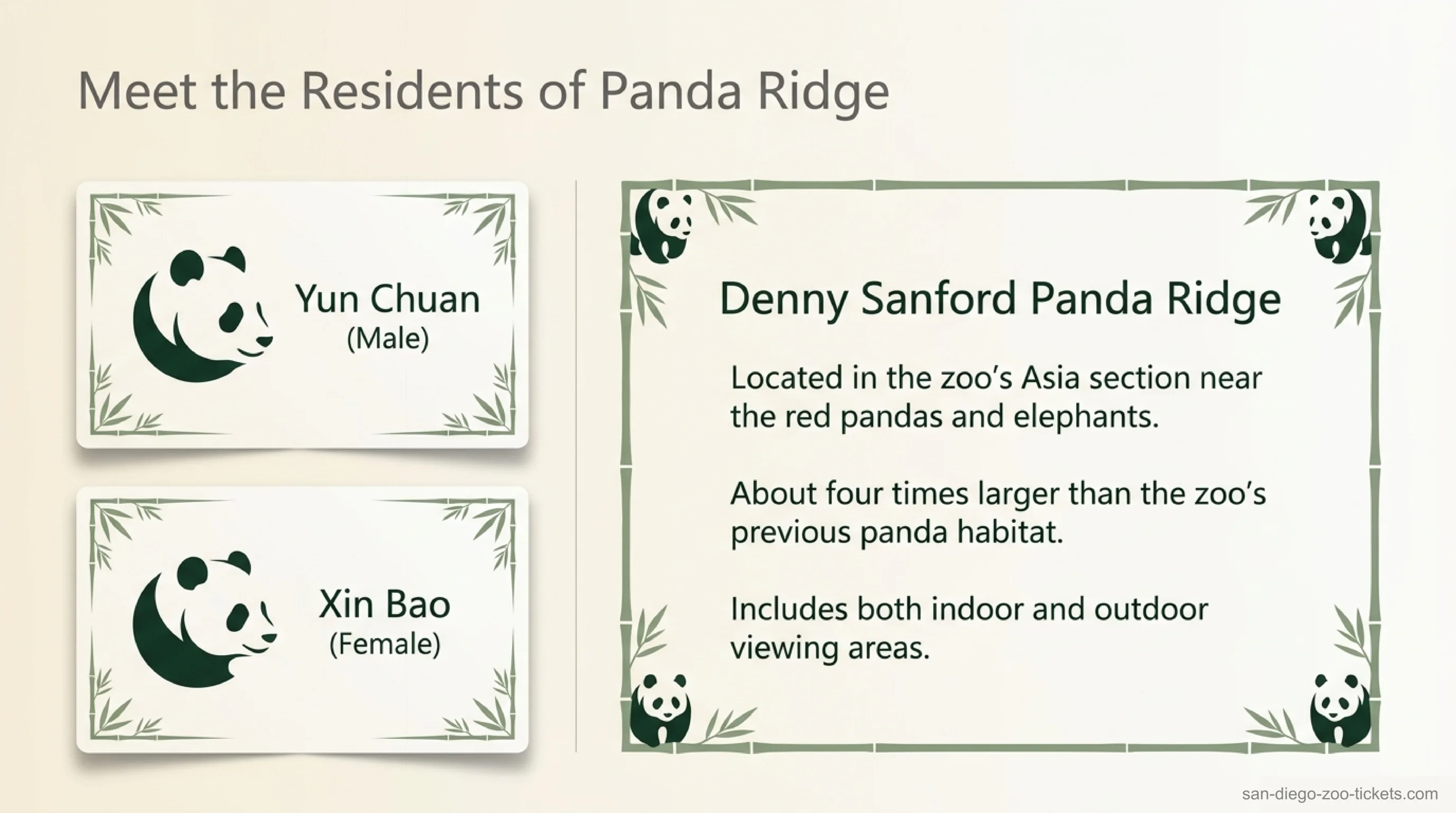 The San Diego Zoo's two giant pandas, Yun Chuan (male) and Xin Bao (female), at Denny Sanford Panda Ridge in the zoo's Asia section